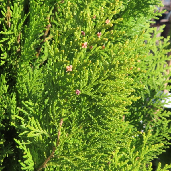 Vzrůstné jehličnany - Zerav východní Pyramidalis Aurea květináč 12 litrů, výška 100/125cm, keř