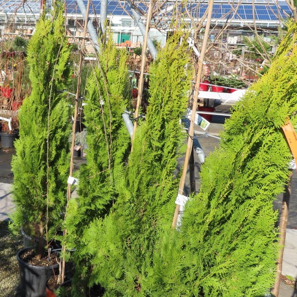 Zerav východní Pyramidalis Aurea květináč 12 litrů, výška 100/125cm, keř-0