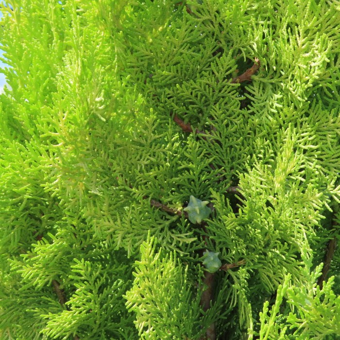 Vzrůstné jehličnany - Zerav východní 'Pyramidalis Aurea' květináč 2 litry, výška 30/40cm, keř