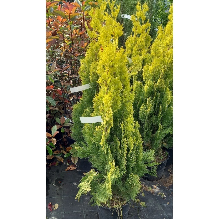 Vzrůstné jehličnany - Zerav východní 'Pyramidalis Aurea' výška 100/125cm, květináč 15 litrů