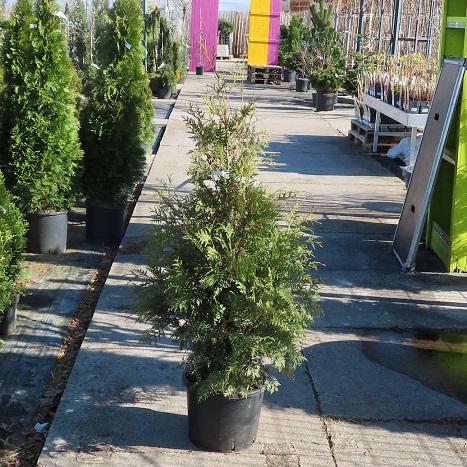 Zerav západní 'Brabant' květináč 10 litrů, výška 100/125cm, keř-0