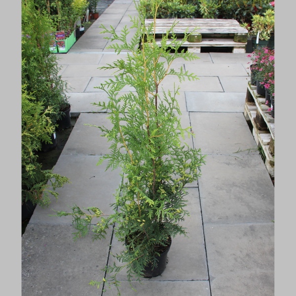 Rostliny - Zerav západní 'Brabant' květináč 2 litry, výška 40/60cm, keř