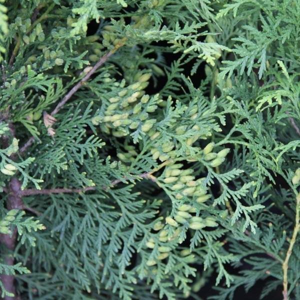 Rostliny - Zerav západní 'Brabant' květináč 5 litrů, výška 60/80cm, keř