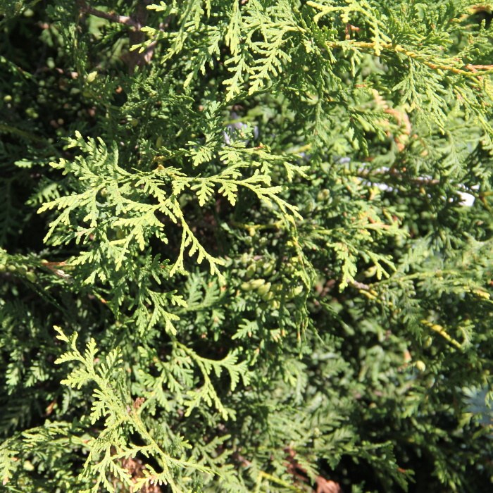 Rostliny - Zerav západní 'Brabant' výška 80/100cm, květináč 15 litrů