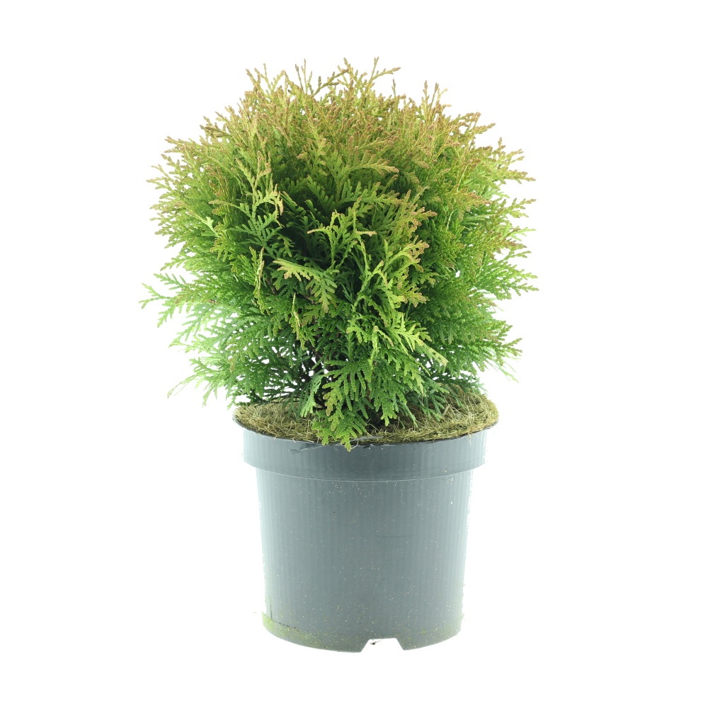 Zakrsle rostoucí jehličnany - Zerav západní Danica květináč 2 litry, výška 15/20cm, keř