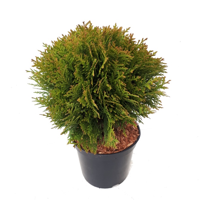 Zakrsle rostoucí jehličnany - Zerav západní 'Danica' výška 20/40cm, květináč 7,5 litru