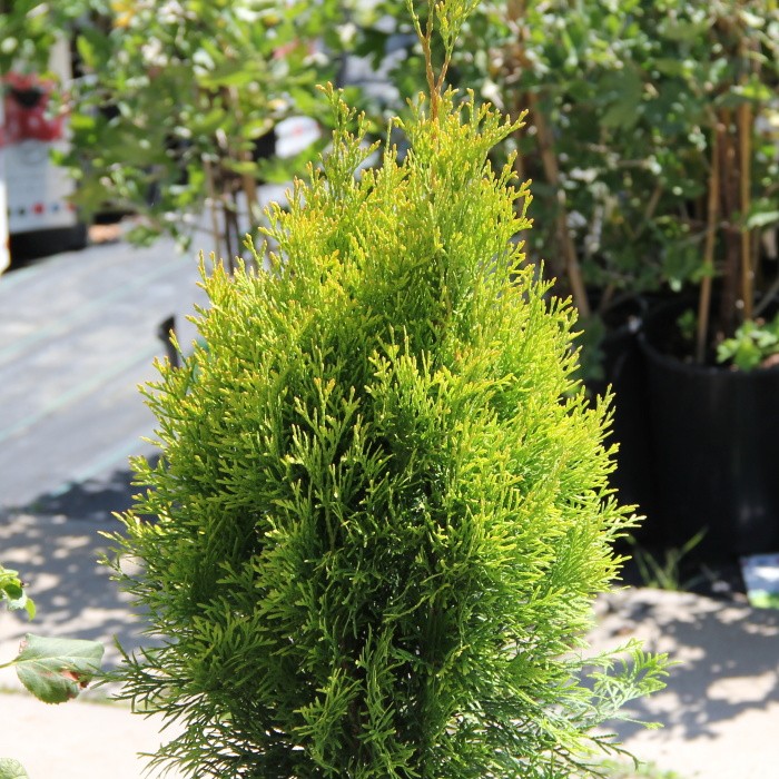 Rostliny - Zerav západní 'Golden Smaragd' květináč 2 litry