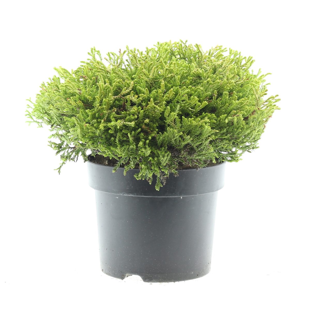 Zakrsle rostoucí jehličnany - Zerav západní Golden Tuffet květináč 7,5 litru, výška 30/40cm, keř