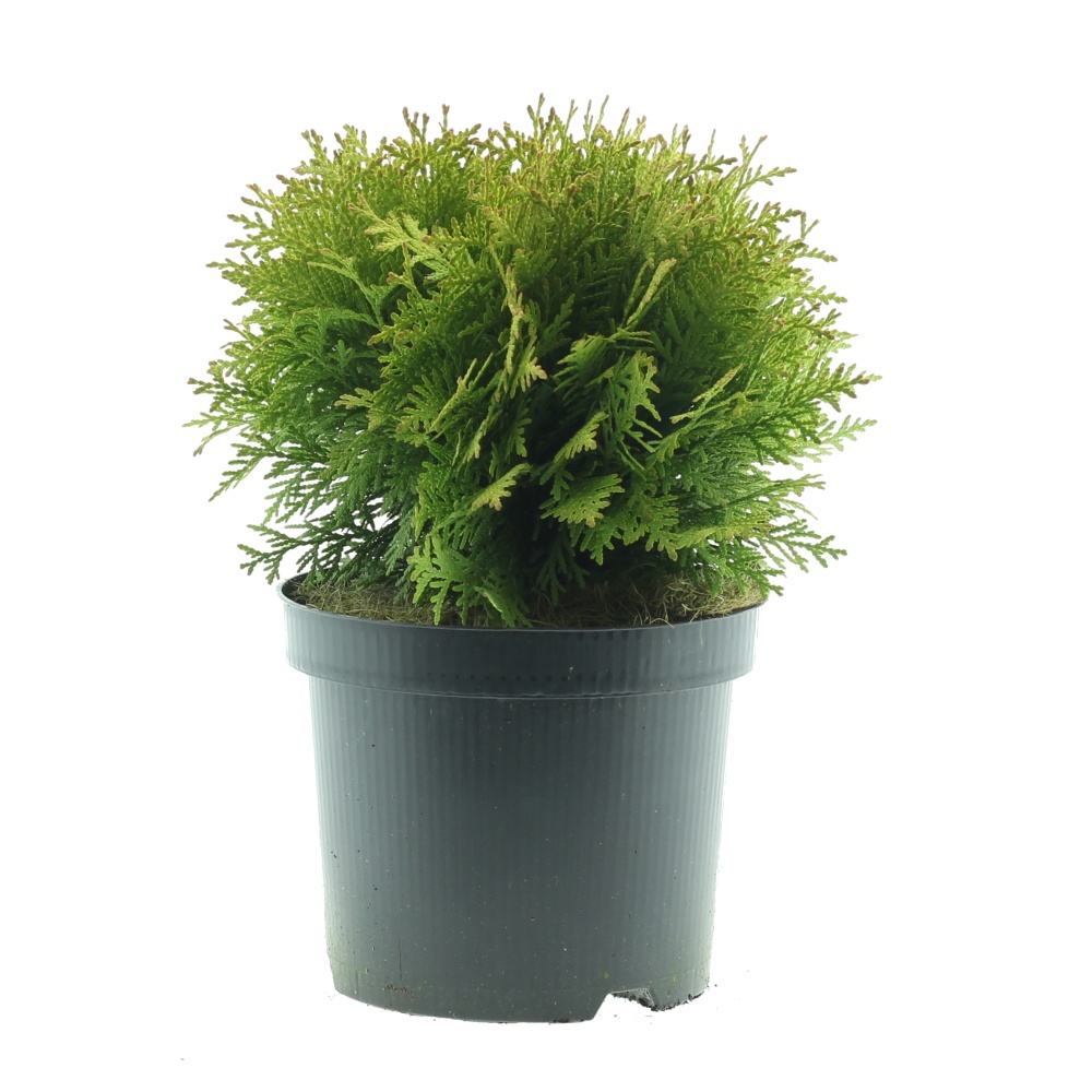 Zakrsle rostoucí jehličnany - Zerav západní Mirjam květináč 2,5 litru, průměr 20/25cm, keř