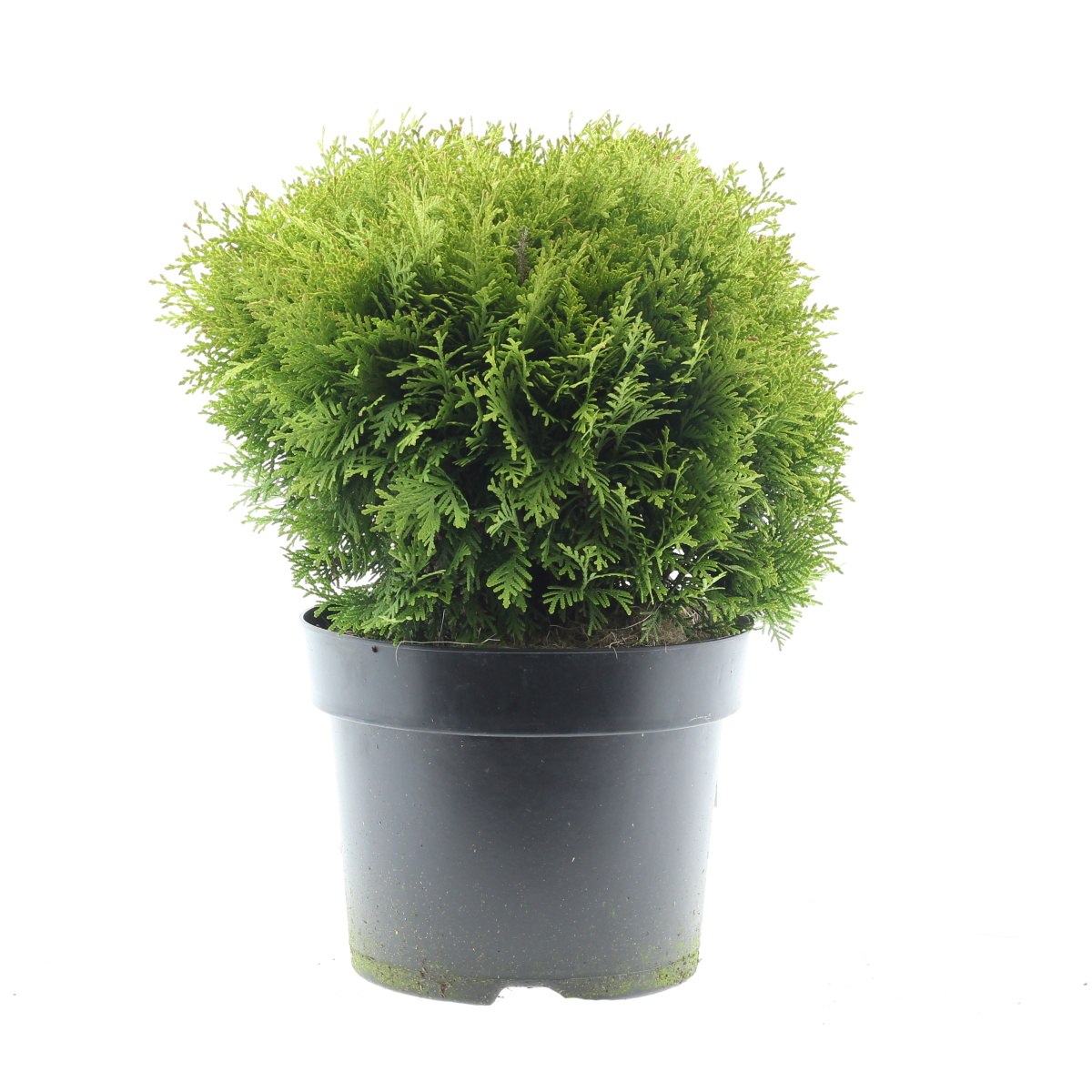 Zakrsle rostoucí jehličnany - Zerav západní Mirjam® květináč 7,5 litru, průměr 30/40cm, keř