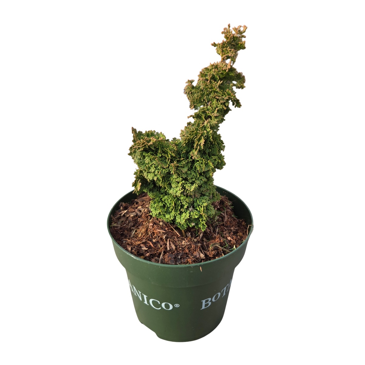 Zakrsle rostoucí jehličnany - Zerav západní Primo výška 20/25cm, květináč 2,8 litru