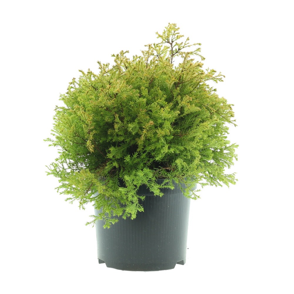 Zakrsle rostoucí jehličnany - Zerav západní Rheingold květináč 2,5 litru, výška 25/30cm, keř