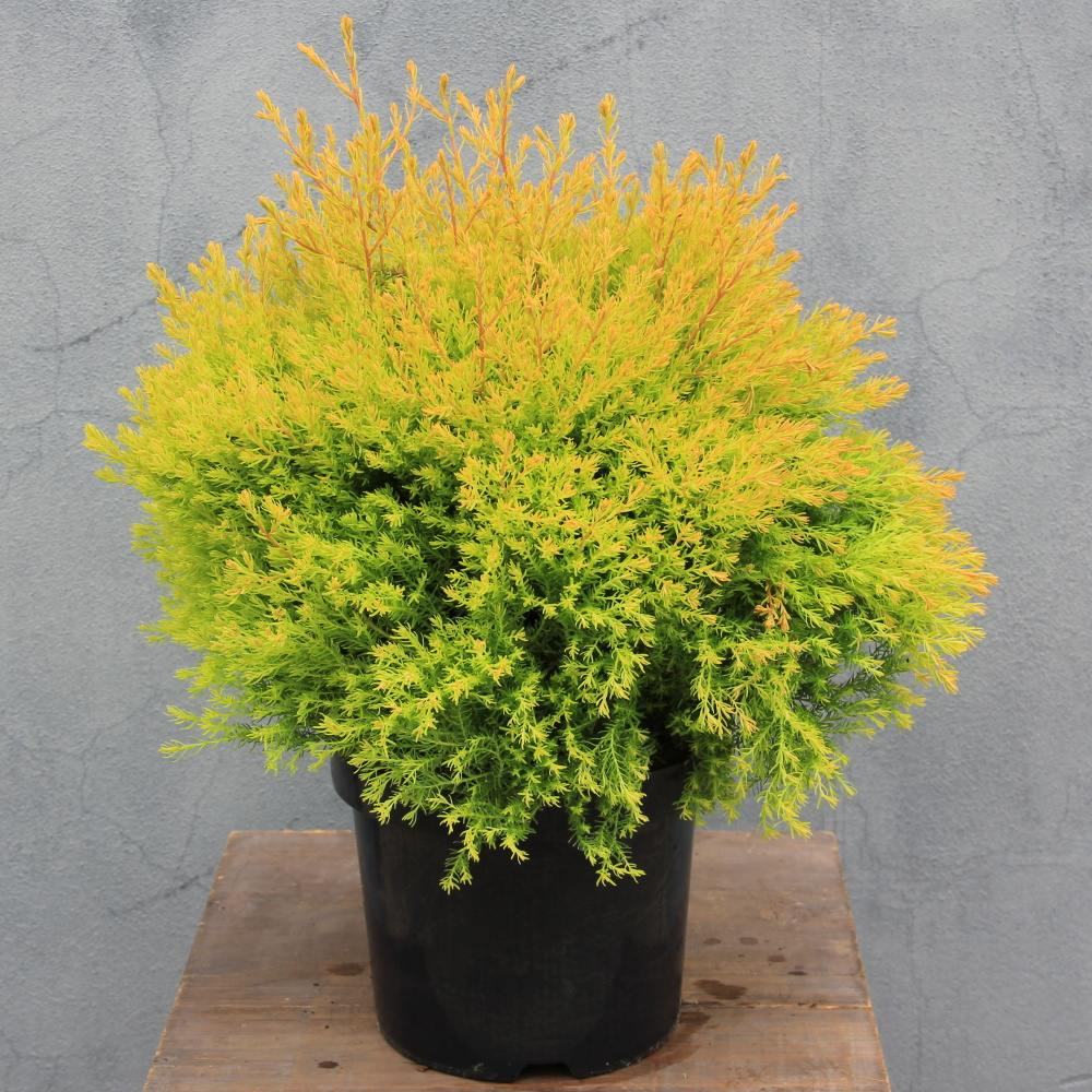 Zerav západní Rheingold květináč 2,5 litru, výška 25/30cm, keř-0