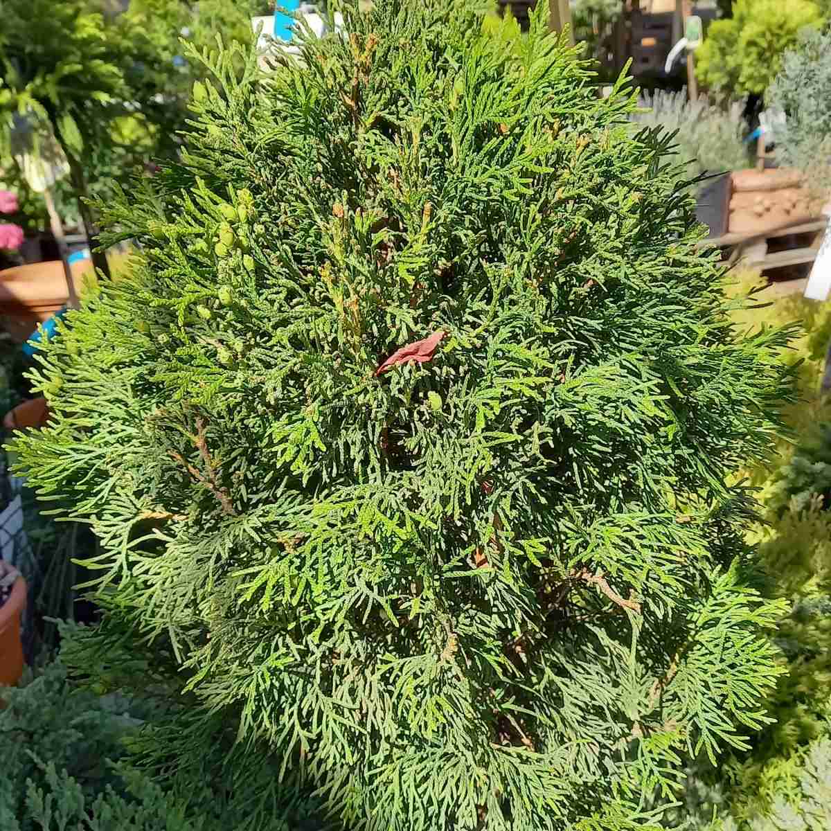 Zakrsle rostoucí jehličnany - Zerav západní Smaragd kmínek 1/2, květináč 15 litrů