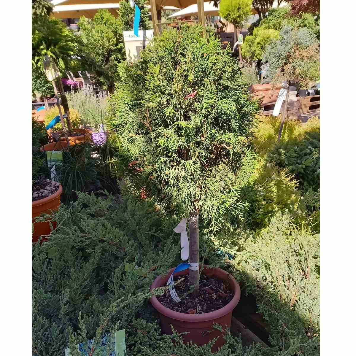 Zerav západní Smaragd kmínek 1/2, květináč 15 litrů-0