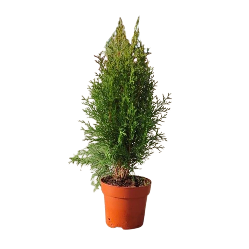 Zakrsle rostoucí jehličnany - Zerav západní Smaragd květináč 13cm, výška 20/30cm, keř