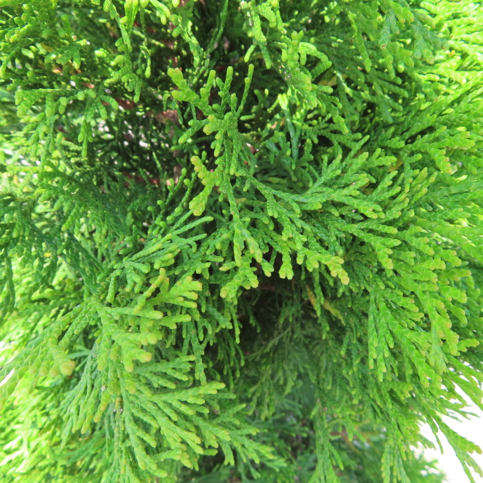 Rostliny - Zerav západní Smaragd květináč 20 litrů, výška 100/125cm, keř