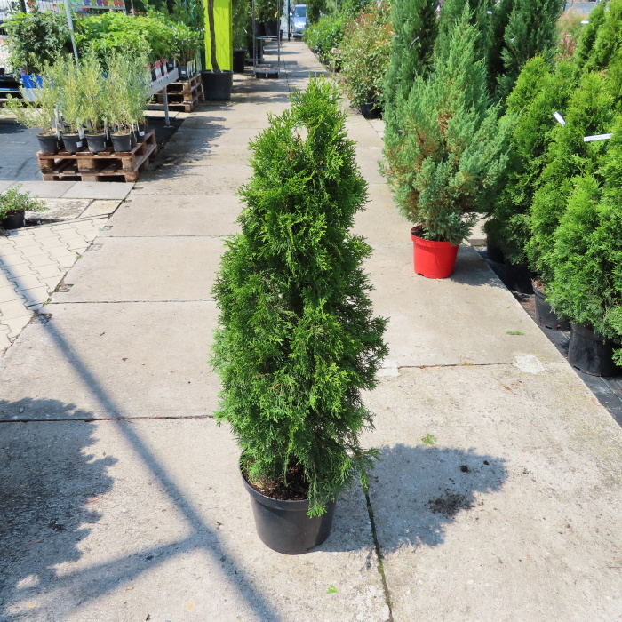 Zerav západní Smaragd květináč 20 litrů, výška 100/125cm, keř-0