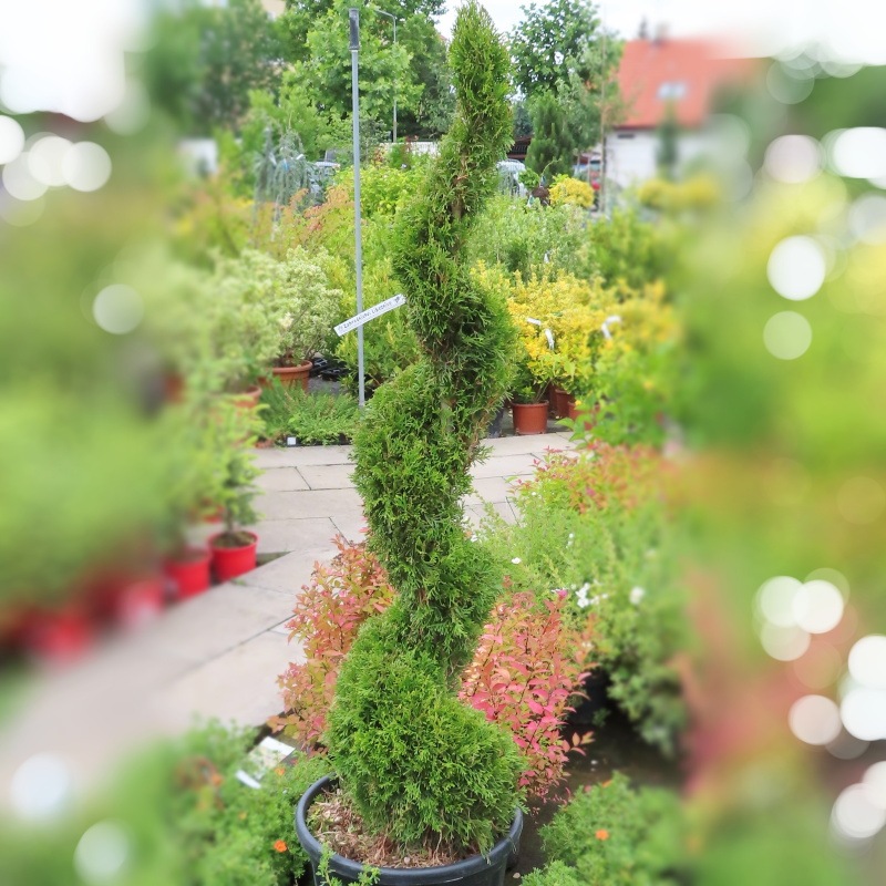 Jehličnany - Zerav západní 'Smaragd' květináč 30 litrů, výška 125/+cm, spirála