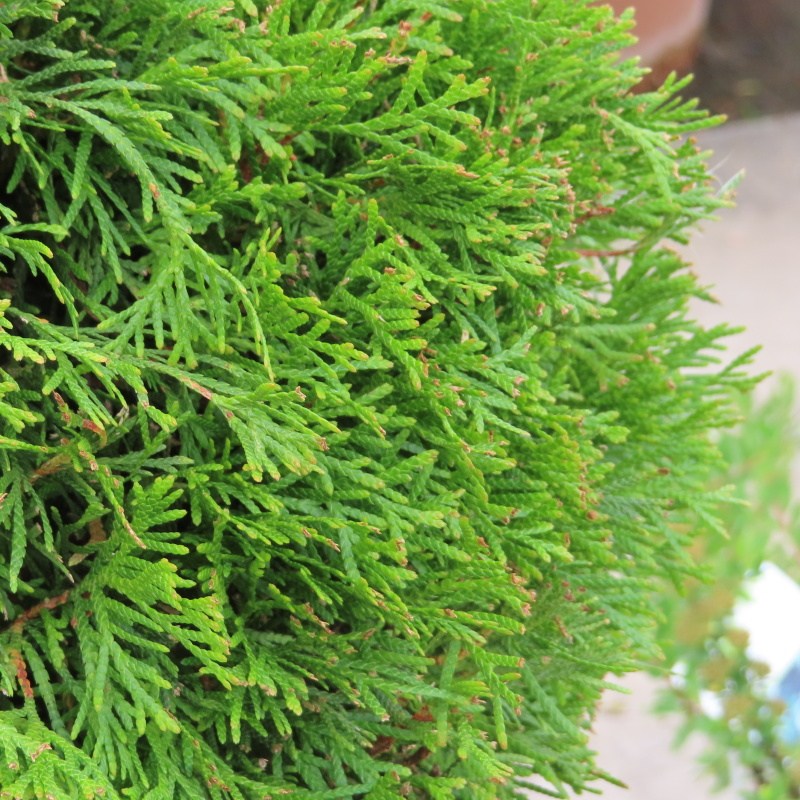 Zerav západní 'Smaragd' květináč 30 litrů, výška 125/+cm, spirála-0