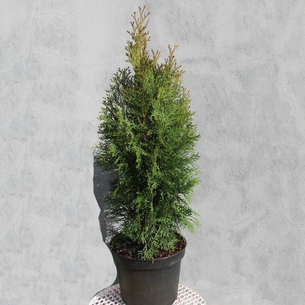 Živé ploty - Zerav západní 'Smaragd' květináč 5 litrů, výška 40/60cm, keř