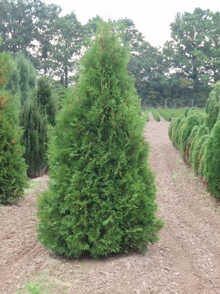 Živé ploty - Zerav západní Smaragd květináč 9 litrů, malý kmínek, stromek
