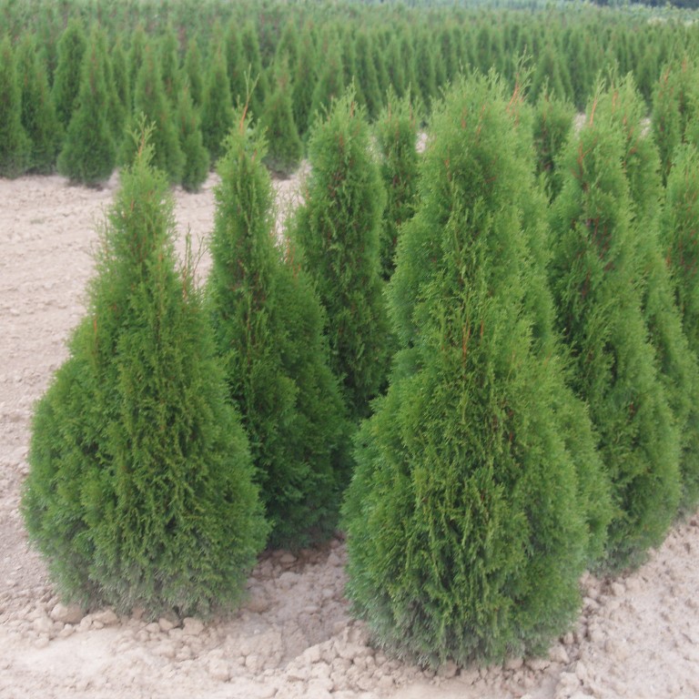 Zerav západní Smaragd květináč 9 litrů, malý kmínek, stromek-0