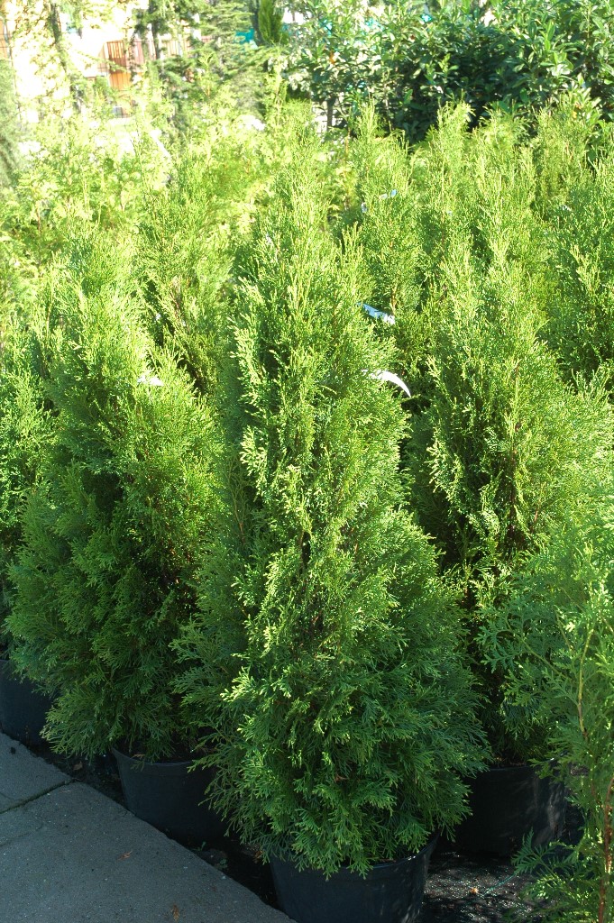 Zerav západní Smaragd květináč 9 litrů, malý kmínek, stromek-1