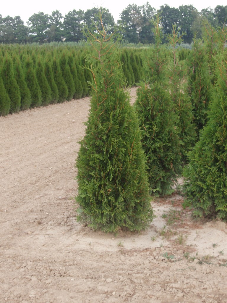 Zerav západní Smaragd květináč 9 litrů, malý kmínek, stromek-2