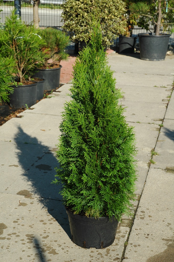 Zerav západní Smaragd květináč 9 litrů, malý kmínek, stromek-3