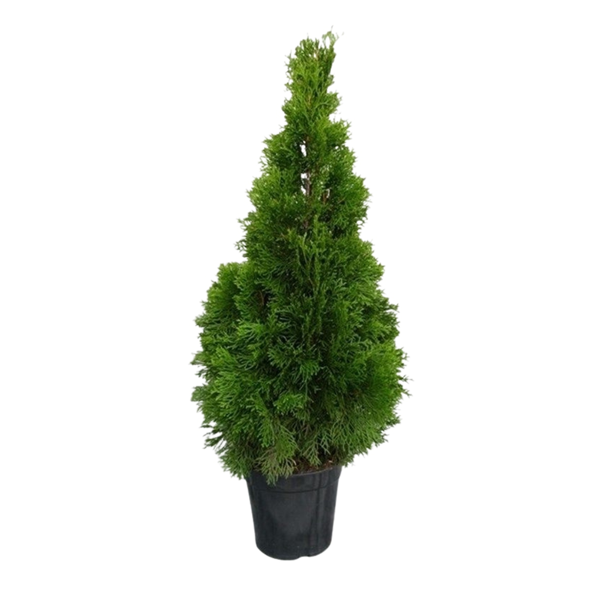 Živé ploty - Zerav západní Smaragd výška 80/100cm
