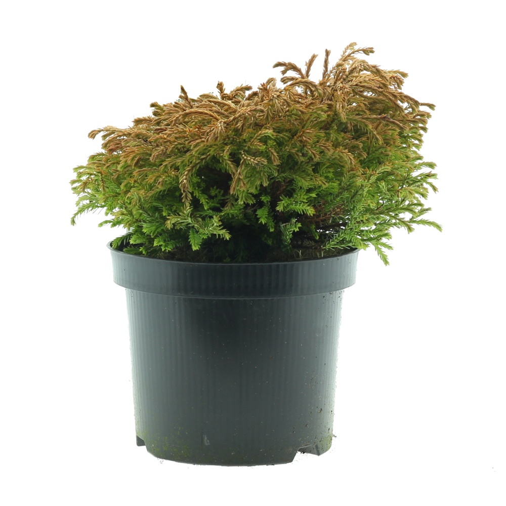 Zakrsle rostoucí jehličnany - Zerav zápaní Golden Tuffet květináč 2,5 litru, výška 20/25cm, keř