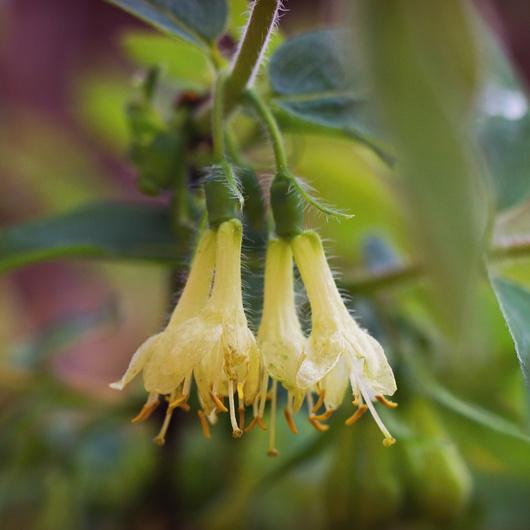 Borůvky a brusinky - Zimolez kamčatský 'Amur' květináč 2,5 litru, keř, CIZOSPRAŠNÁ