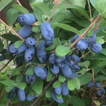 Borůvky a brusinky - Zimolez kamčatský 'Aurora' květináč 2,5 litru, keř, částečně samosprašná