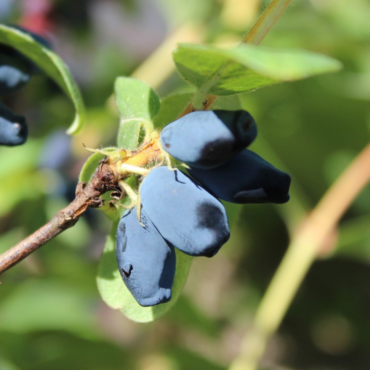Ostatní drobné ovoce - Zimolez kamčatský Blue Moon výška 20/30cm, květináč 2,5 litru