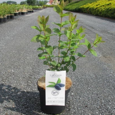 Borůvky a brusinky - Zimolez kamčatský 'Czelabinka' květináč 2,5 litru, keř, CIZOSPRAŠNÁ