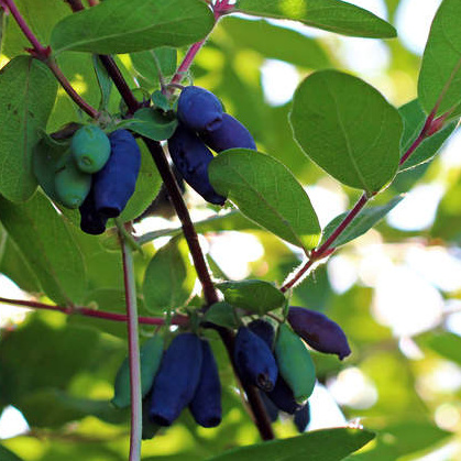 Rostliny - Zimolez kamčatský 'Duet' květináč 2 litry, keř, SAMOSPRAŠNÁ