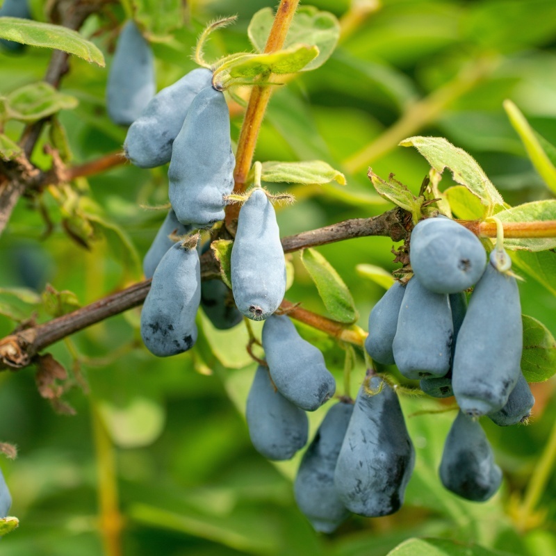 Rostliny - Zimolez kamčatský 'Honeybee' výška 20/30cm, květináč 2,5 litru