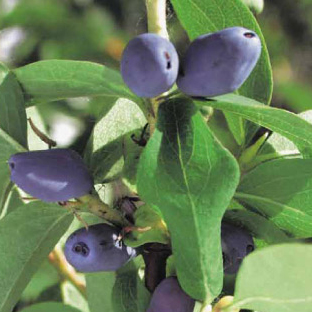 Borůvky a brusinky - Zimolez kamčatský květináč 2 litry, keř, CIZOSPRAŠNÁ