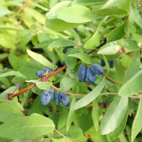 Ostatní drobné ovoce - Zimolez kamčatský 'Myberry Bee'® výška 30/40cm, 3 litry