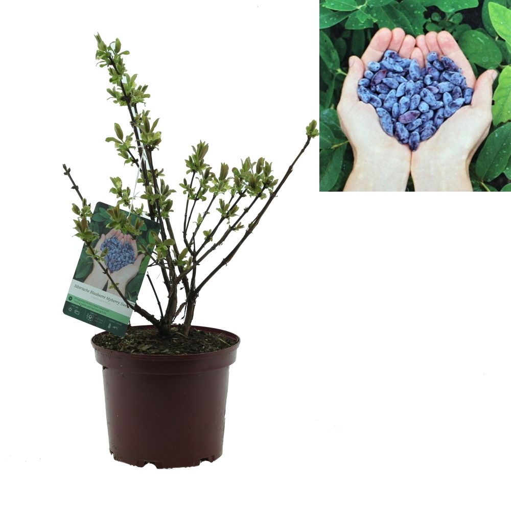 Rostliny - Zimolez kamčatský Myberry Sweet výška 30/40cm, květináč 3 litry