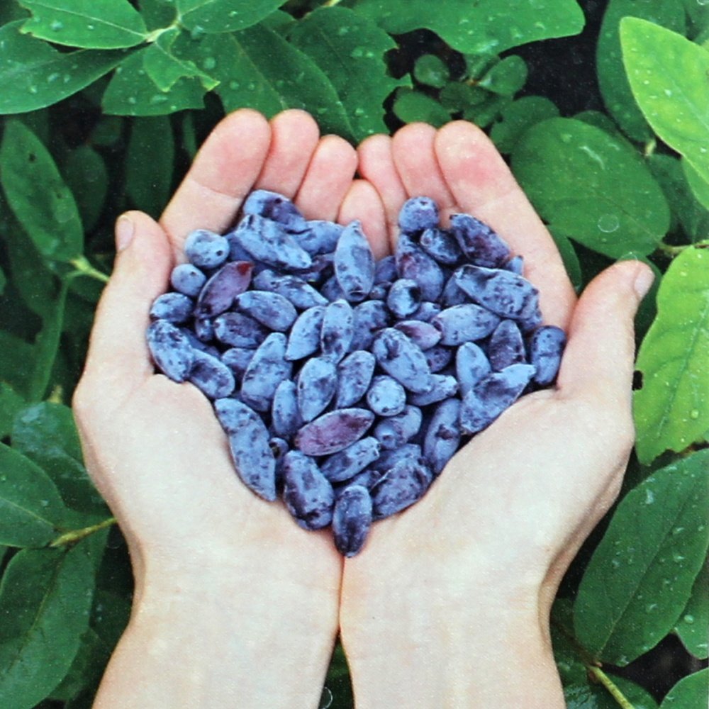 Zimolez kamčatský Myberry Sweet výška 30/40cm, květináč 3 litry-0