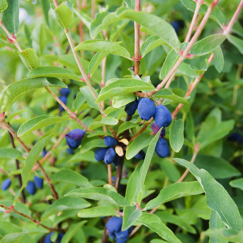Borůvky a brusinky - Zimolez kamčatský 'Velikan' květináč 2 litry, keř, částečně samosprašná