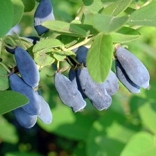 Borůvky a brusinky - Zimolez kamčatský 'Woloszebnica' květináč 2,5 litru, keř, CIZOSPRAŠNÁ