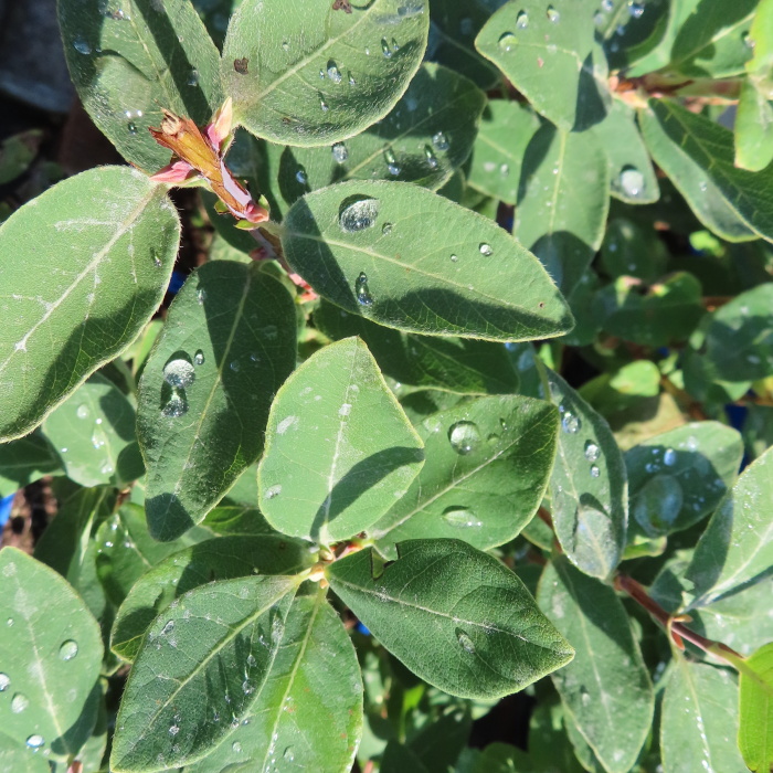 Rostliny - Zimolez kamčatský 'Zojka' květináč 2 litry, keř, SAMOSPRAŠNÁ