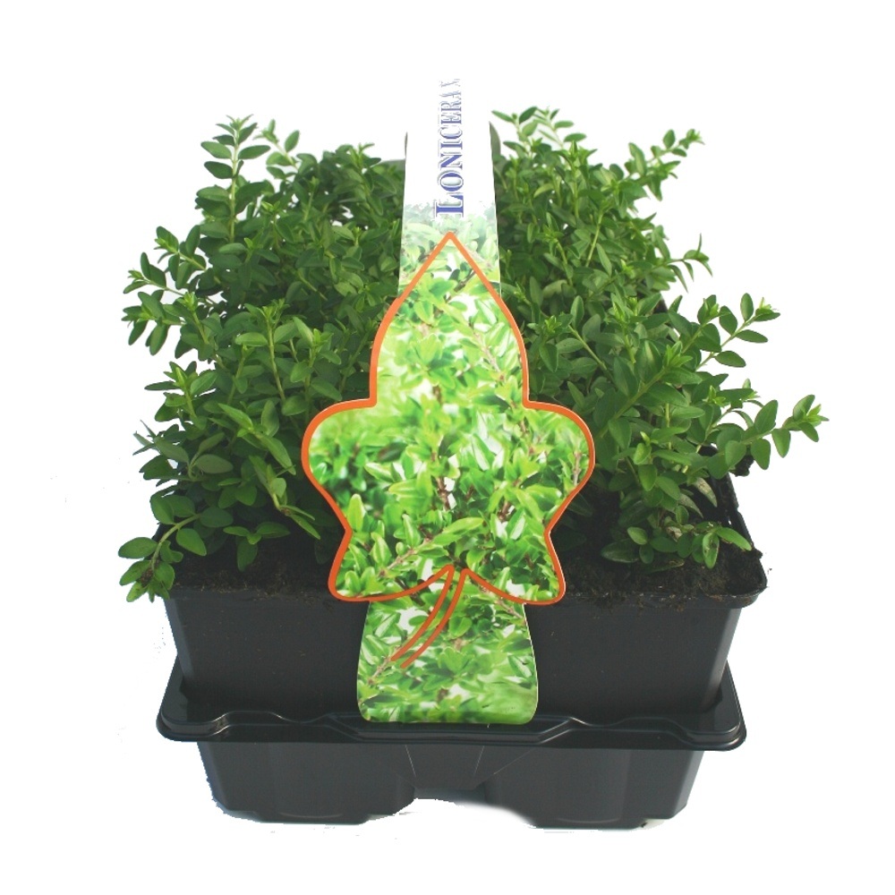 Půdopokryvné rostliny - Zimolez lesklý 'Maigrün' 6pack, výška 10/15cm, keř