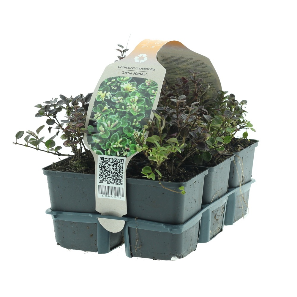 Půdopokryvné rostliny - Zimolez tučnolistý Little Honey 6pack