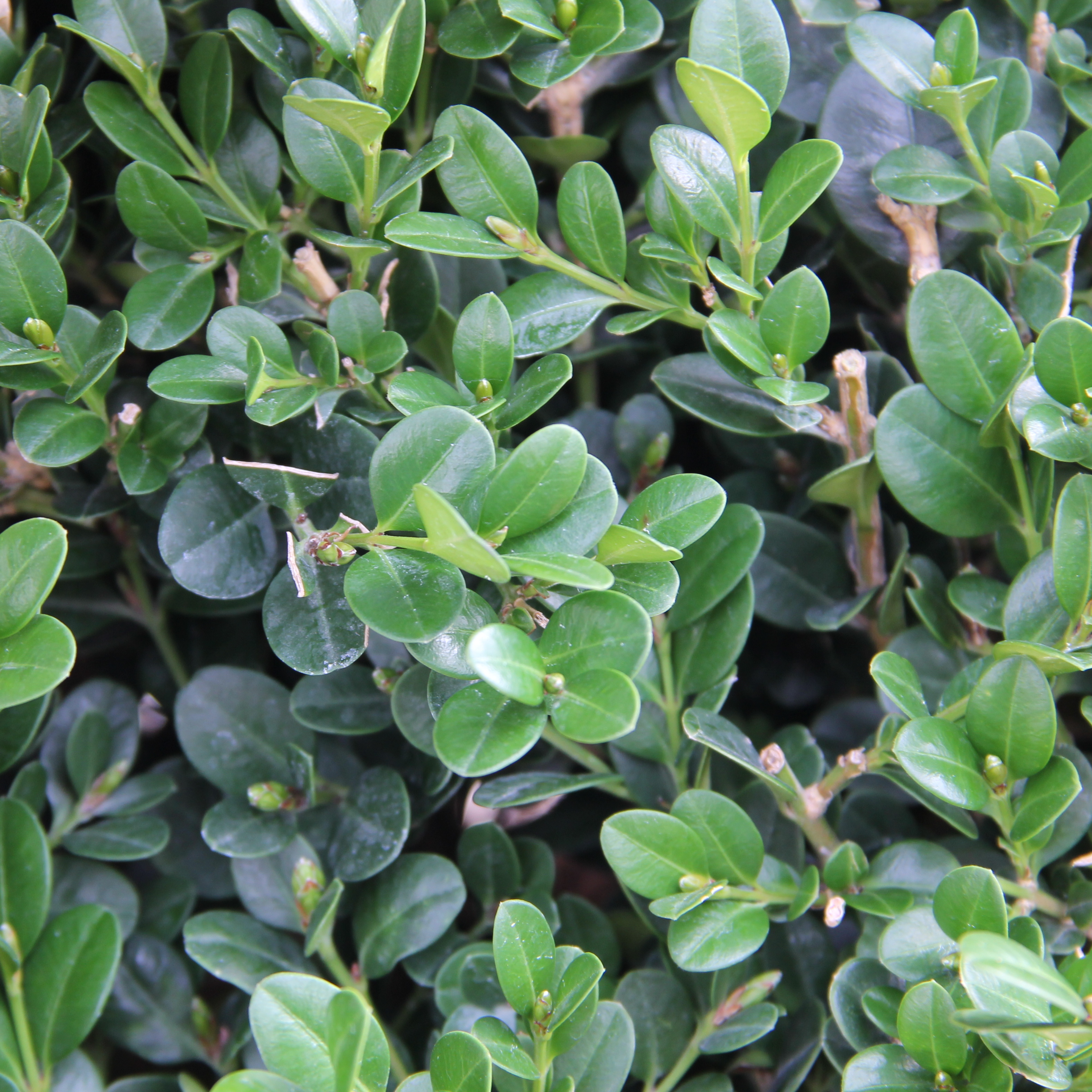 Rostliny - Zimostráz drobnolistý 'Faulkner' květináč 25 litrů, průměr 50/55cm, keř