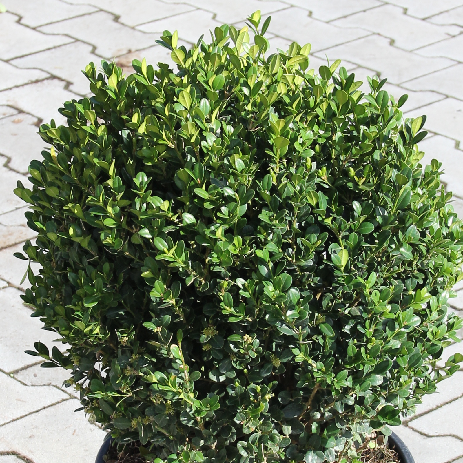 Zimostráz drobnolistý 'Faulkner' květináč 25 litrů, průměr 50/55cm, keř-0