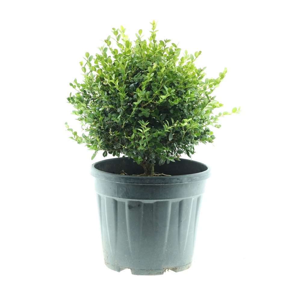 Rostliny - Zimostráz Faulkner květináč 10 litrů, průměr 30/35cm, koule